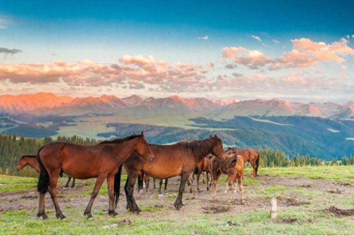 毛病一词中最早毛指的是什么