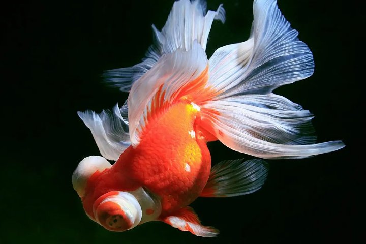 两眼外秃大嘴巴有个尾巴比身大青草假山来相伴