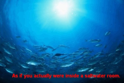 the saltwater room翻译成中文是什么意思？