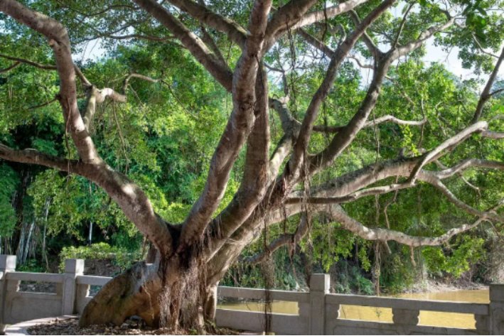 banyan tree怎么读