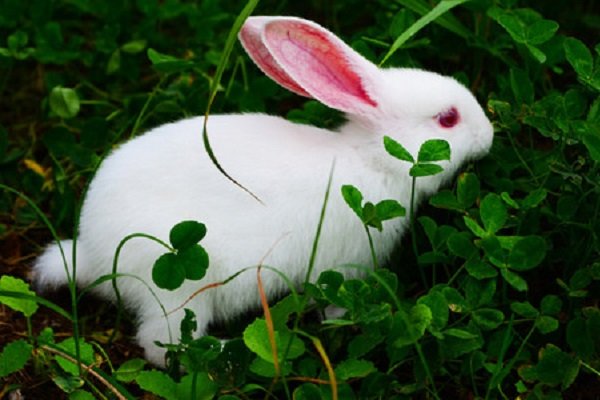 小兔子长什么样？