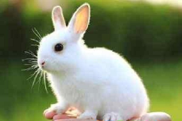 小兔子长什么样？