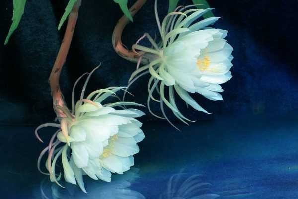 十大已灭绝的花