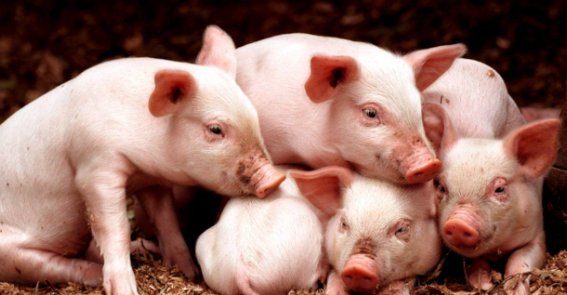 意犹未尽,最佳答案是那动物?