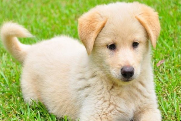 写一篇我喜欢的小动物