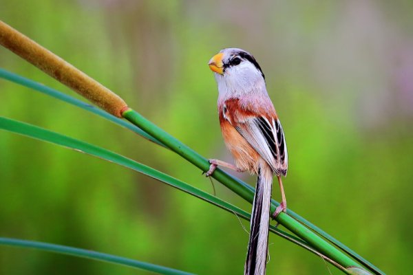 1980美式保罗与雪莉区别