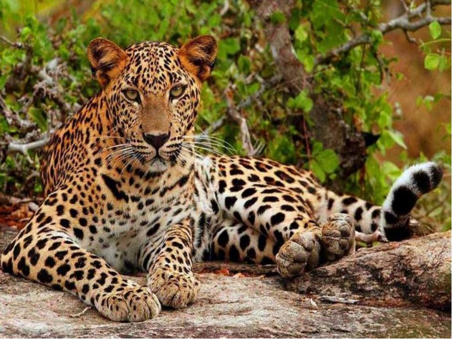 十大最强豹子排名