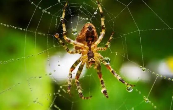 蜘蛛怕什么动物呀？