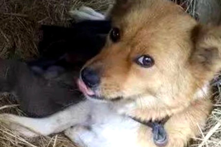 知恩图报指一正确生肖