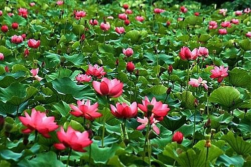 接天莲叶无穷碧，下一句是什么？