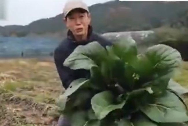 日本巨型油菜重达6.2公斤？