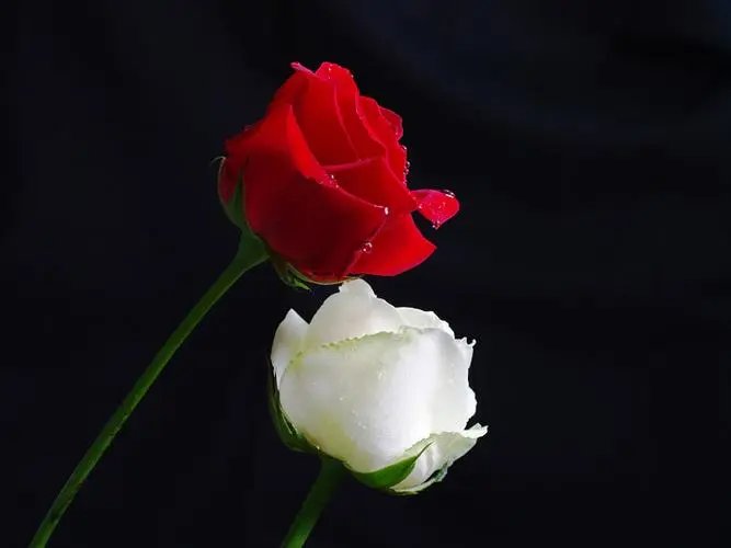 张爱玲朱砂痣那段话是什么？