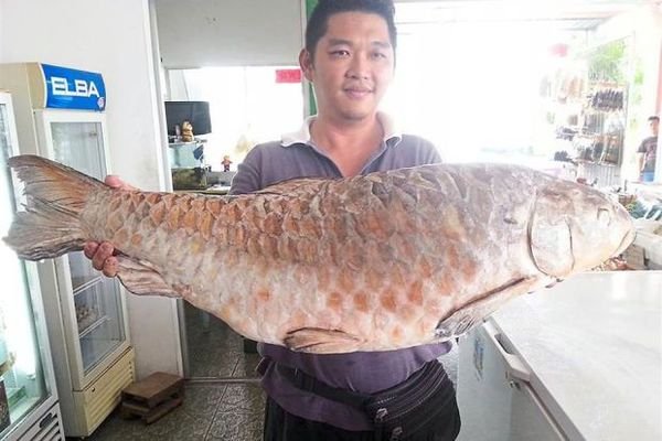 “忘不了”是什么鱼？