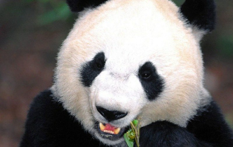 被外国退货，声称养不起，熊猫究竟有多费钱？