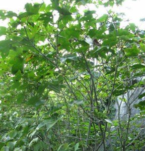 赵秋航的参考文献