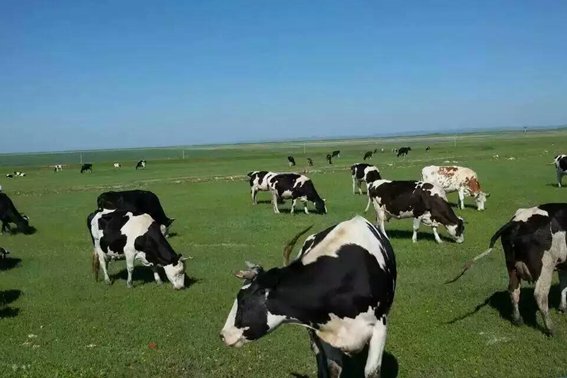 霞光万道是什么生肖