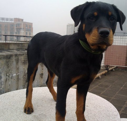 罗威纳犬复仇的演职员表