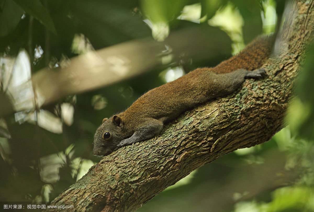 这是什么品种的松鼠？