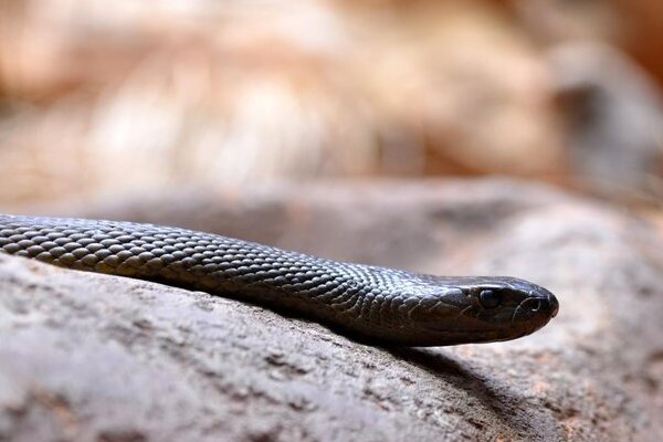 转面无情打一最佳生肖