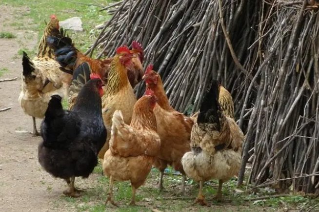 貌不惊人的意思打一生肖