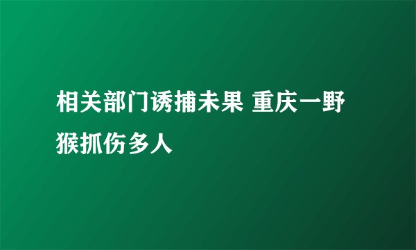相关部门诱捕未果 重庆一野猴抓伤多人