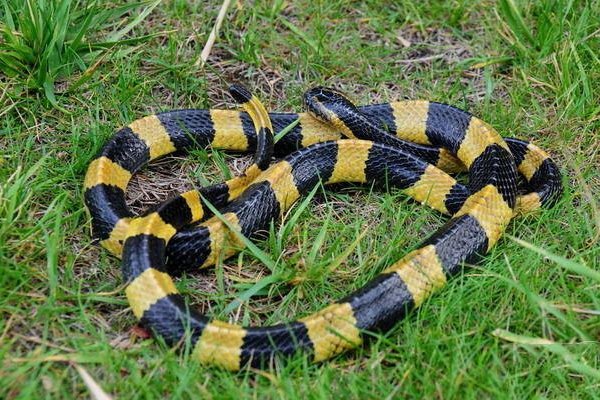 转面无情打一最佳生肖