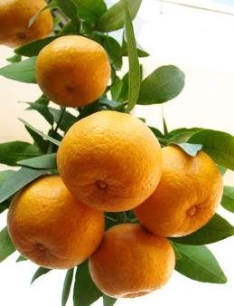 黄色和橙色的区别