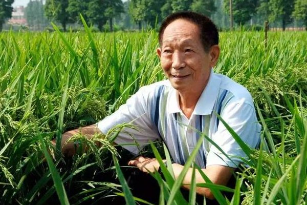 纪念袁隆平的手抄报内容是什么？