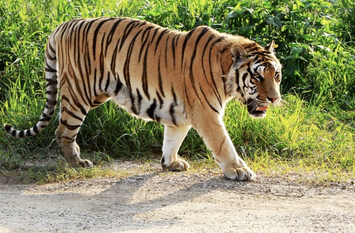 却有天间两阴会打一最佳生肖