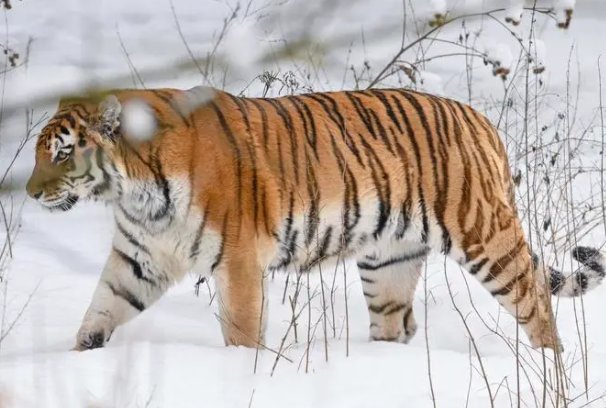 昆山片玉打一生肖