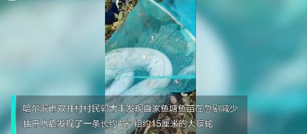 长4米，重约70多斤，哈尔滨一鱼塘现大蛇，捕捞工作有何困难？