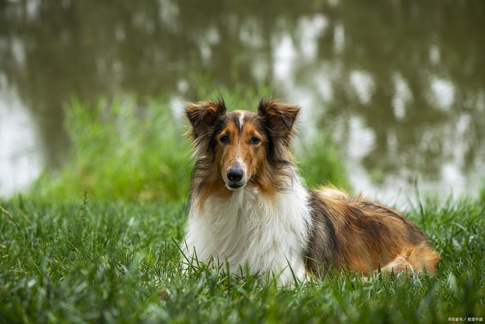 被称为贵族的苏格兰牧羊犬吃什么比较好呢？
