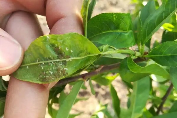 桃树病虫害的图片及防治方法