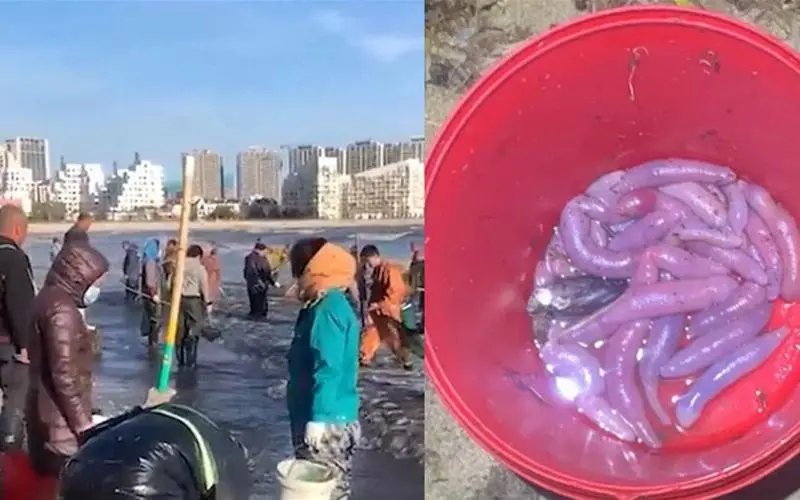 市民狂捞的海肠从哪来？是有人养殖的吗？