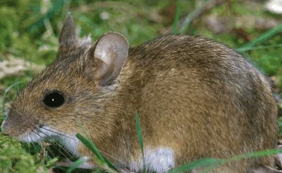 老鼠怕什么声音？