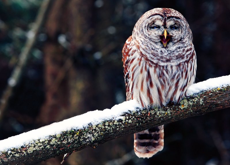 道路传闻打一动物是什么