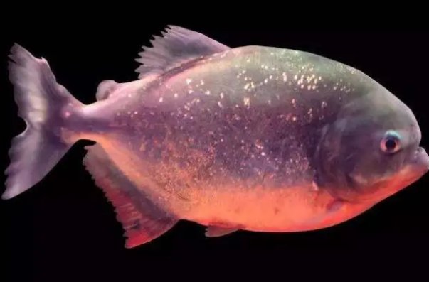 世界十大常见食人鱼