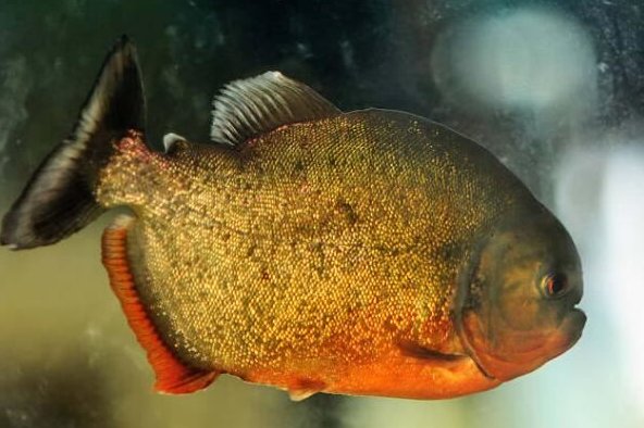 世界十大常见食人鱼