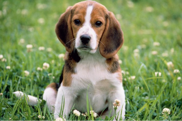 白费口舌什么生肖动物