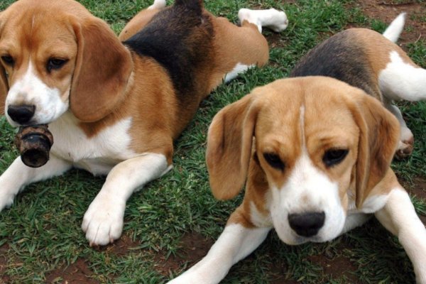 狗狗高贵洋气的名字