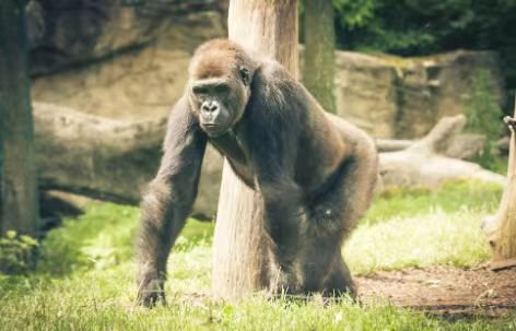 摇首顿足比喻一动物