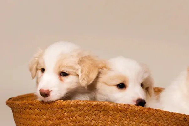 盛宴必散打一生肖