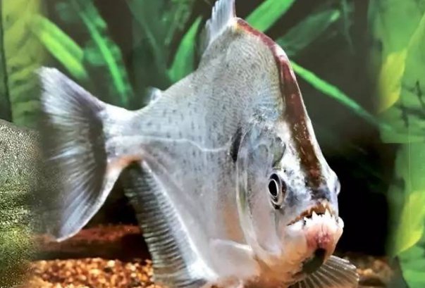 世界十大常见食人鱼