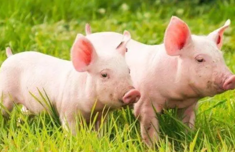 北门南牙代表什么生肖