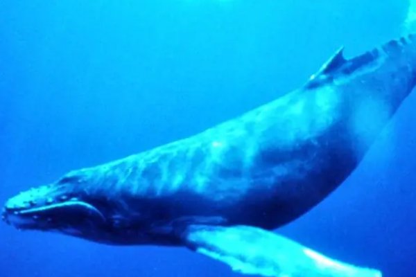 blue whale是什么意思
