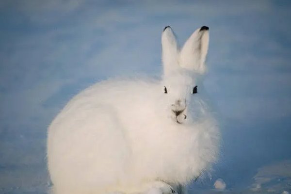 脱兔是指什么意思