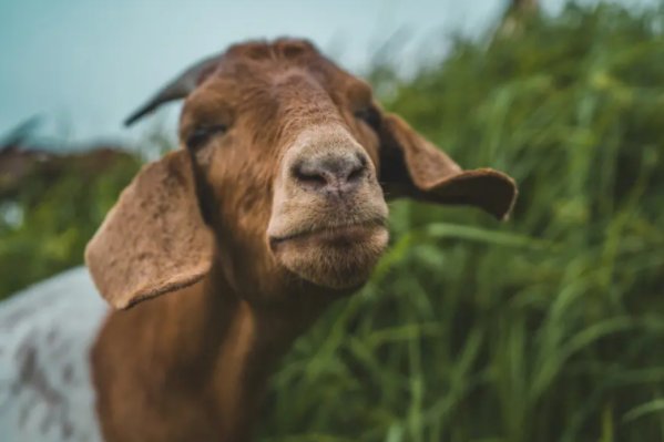 头撞南墙打一动物生肖