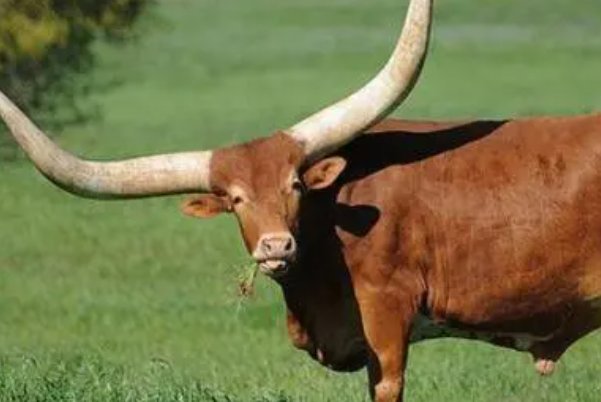 白首无一成打一生肖