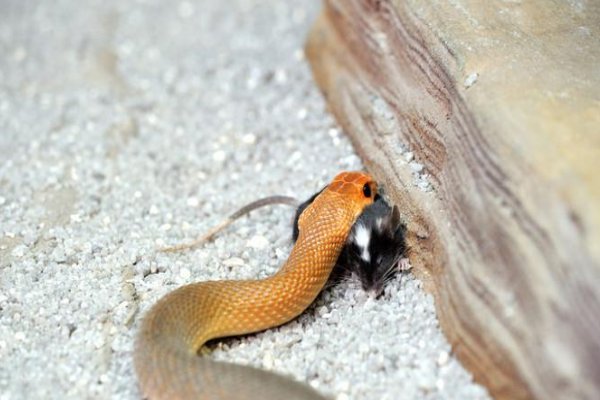 静观其变.打一生肖