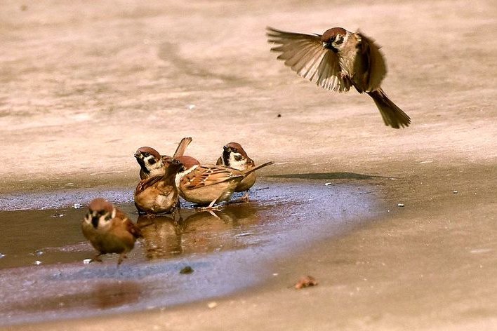 雀字的部首和结构